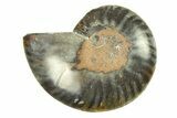 Cut & Polished Ammonite Fossil (Half) - Unusual Black Color #296312-1